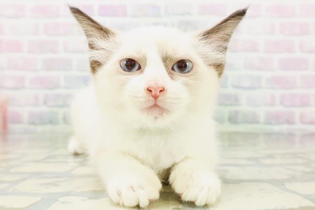 茨城県のラグドール (Coo&RIKU日立店/2026年6月16日生まれ/男の子/シールポイントバイカラー)の子猫の1枚目の画像