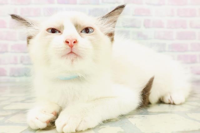 茨城県のラグドール (Coo&RIKU日立店/2026年6月16日生まれ/男の子/シールポイントバイカラー)の子猫の2枚目の画像