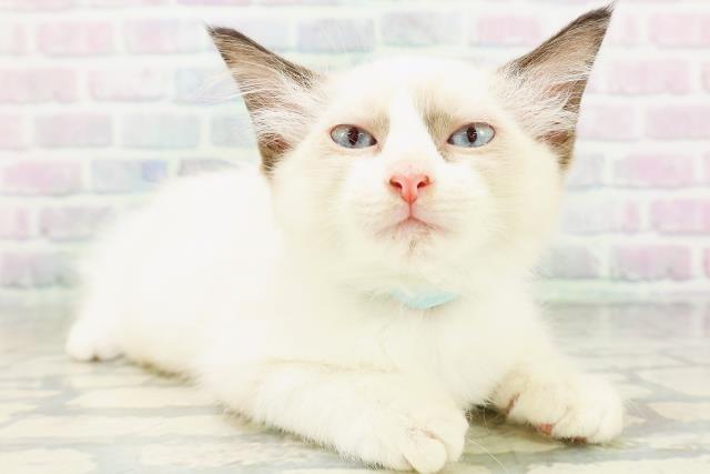 茨城県のラグドール (Coo&RIKU日立店/2026年6月16日生まれ/男の子/シールポイントバイカラー)の子猫の3枚目の画像