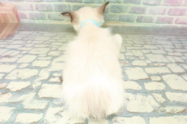 茨城県のラグドール (Coo&RIKU日立店/2026年6月16日生まれ/男の子/シールポイントバイカラー)の子猫の4枚目の画像