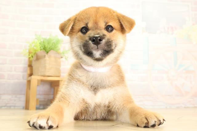 柴犬