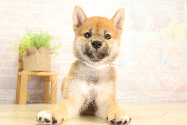 静岡県の柴犬(標準サイズ) (Coo&RIKU浜松店/2026年7月1日生まれ/女の子/赤)の子犬の1枚目の画像