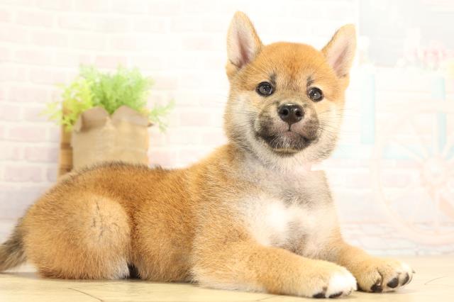 静岡県の柴犬(標準サイズ) (Coo&RIKU浜松店/2026年7月1日生まれ/女の子/赤)の子犬の2枚目の画像