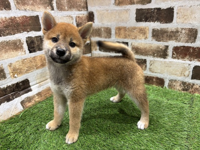 静岡県の柴犬(標準サイズ) (Coo&RIKU浜松店/2026年7月1日生まれ/女の子/赤)の子犬の4枚目の画像