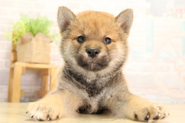 静岡県の柴犬(標準サイズ) (Coo&RIKU静岡SBS通り店/2026年6月30日生まれ/女の子/赤)の子犬の1枚目の画像