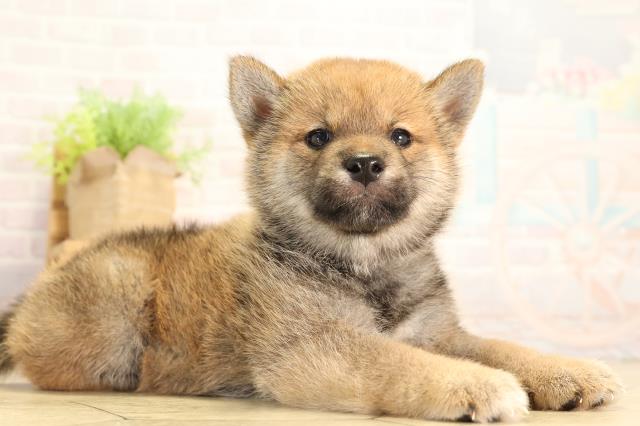 静岡県の柴犬(標準サイズ) (Coo&RIKU静岡SBS通り店/2026年6月30日生まれ/女の子/赤)の子犬の2枚目の画像