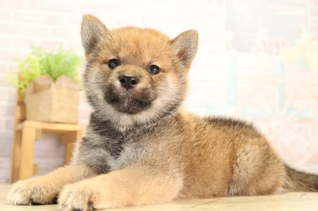 静岡県の柴犬(標準サイズ) (Coo&RIKU静岡SBS通り店/2026年6月30日生まれ/女の子/赤)の子犬の3枚目の画像