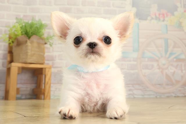 静岡県のチワワ(ロング) (Coo&RIKU藤枝店/2026年6月26日生まれ/男の子/クリーム)の子犬の1枚目の画像