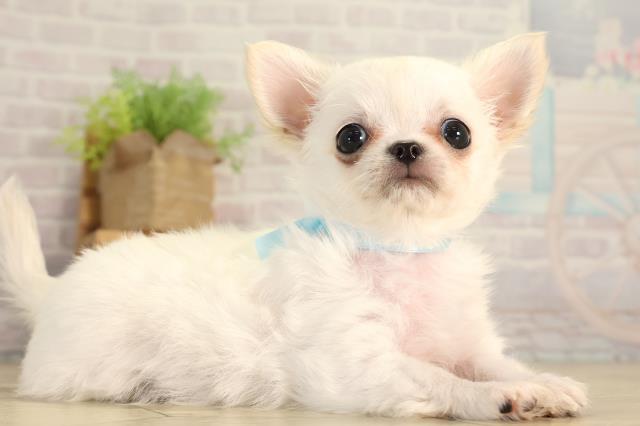 静岡県のチワワ(ロング) (Coo&RIKU藤枝店/2026年6月26日生まれ/男の子/クリーム)の子犬の2枚目の画像