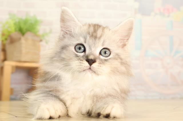 岐阜県のミヌエット (Coo&RIKU各務原店/2026年6月27日生まれ/男の子/シルバータビー)の子猫の1枚目の画像