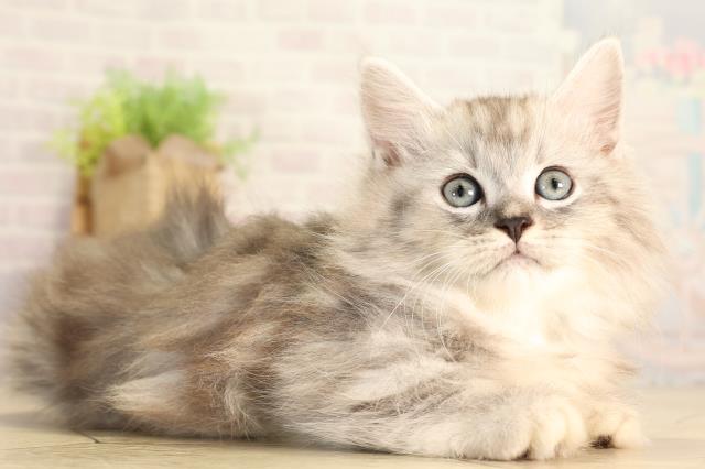 岐阜県のミヌエット (Coo&RIKU各務原店/2026年6月27日生まれ/男の子/シルバータビー)の子猫の2枚目の画像