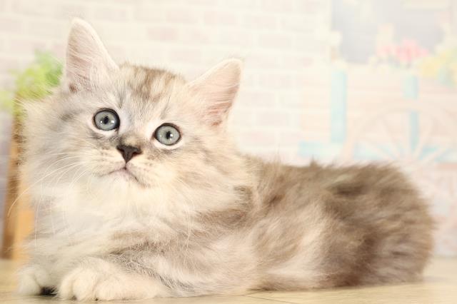 岐阜県のミヌエット (Coo&RIKU各務原店/2026年6月27日生まれ/男の子/シルバータビー)の子猫の3枚目の画像