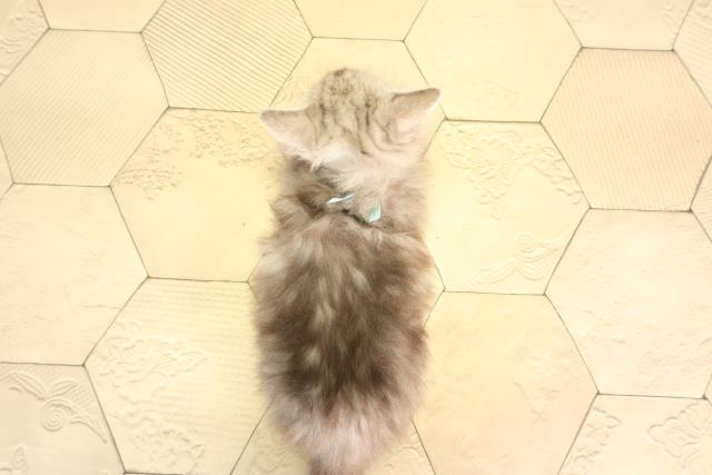 岐阜県のミヌエット (Coo&RIKU各務原店/2026年6月27日生まれ/男の子/シルバータビー)の子猫の4枚目の画像