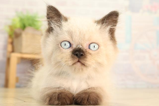 愛知県のヒマラヤン (Coo&RIKU春日井店/2026年6月22日生まれ/男の子/シールポイント)の子猫の1枚目の画像