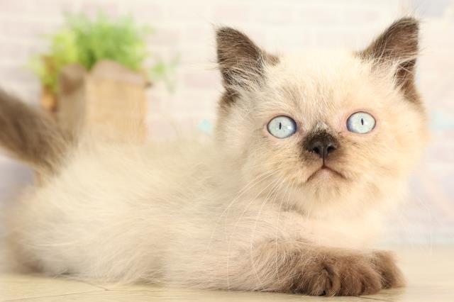 愛知県のヒマラヤン (Coo&RIKU春日井店/2026年6月22日生まれ/男の子/シールポイント)の子猫の2枚目の画像