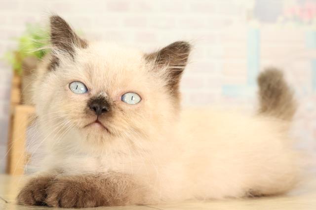 愛知県のヒマラヤン (Coo&RIKU春日井店/2026年6月22日生まれ/男の子/シールポイント)の子猫の3枚目の画像