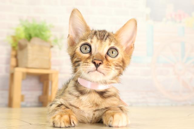 静岡県のベンガル (Coo&RIKU沼津店/2026年6月18日生まれ/女の子/ブラウンスポットタビー)の子猫の1枚目の画像
