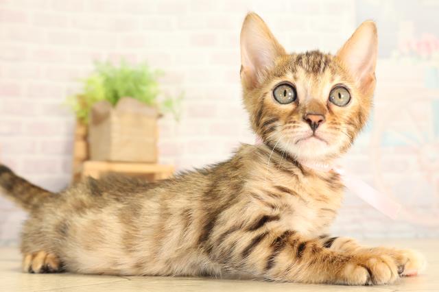 静岡県のベンガル (Coo&RIKU沼津店/2026年6月18日生まれ/女の子/ブラウンスポットタビー)の子猫の2枚目の画像