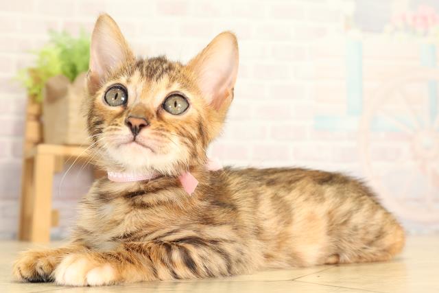 静岡県のベンガル (Coo&RIKU沼津店/2026年6月18日生まれ/女の子/ブラウンスポットタビー)の子猫の3枚目の画像