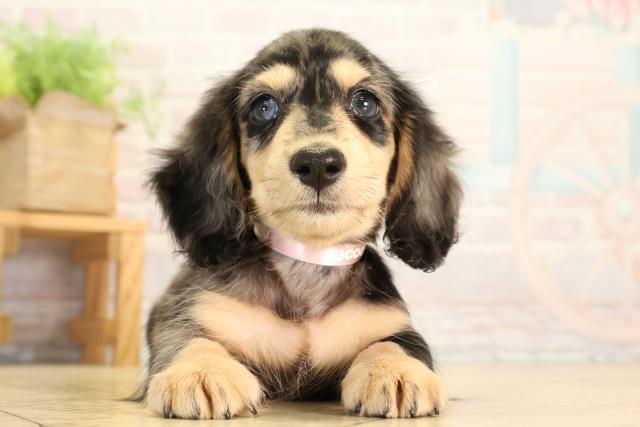藤枝市(静岡県)のミニチュアダックスフンドの子犬|ペットミー