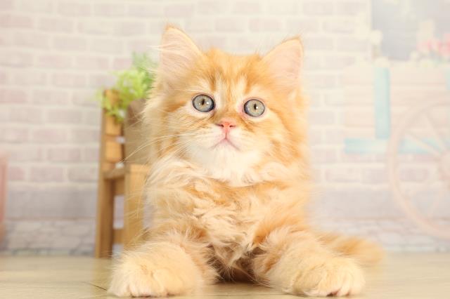 愛知県のミヌエット (Coo&RIKU春日井店/2026年7月1日生まれ/女の子/レッドタビー)の子猫の1枚目の画像