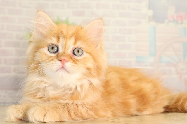 愛知県のミヌエット (Coo&RIKU春日井店/2026年7月1日生まれ/女の子/レッドタビー)の子猫の3枚目の画像