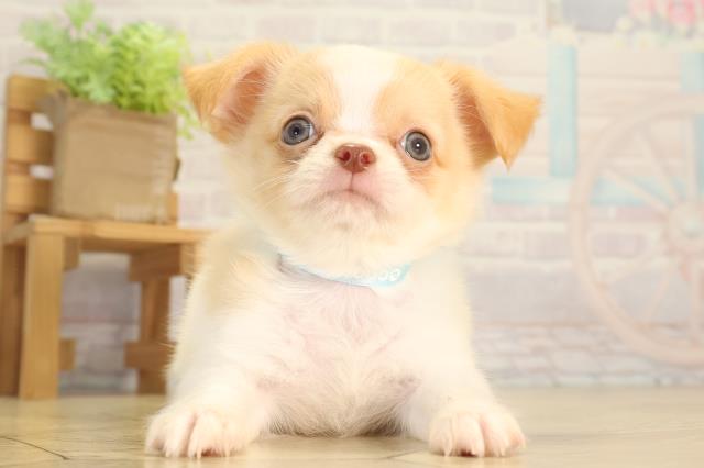 静岡県のチワワ(ロング) (Coo&RIKU浜松店/2026年7月1日生まれ/男の子/ホワイトクリーム)の子犬の1枚目の画像