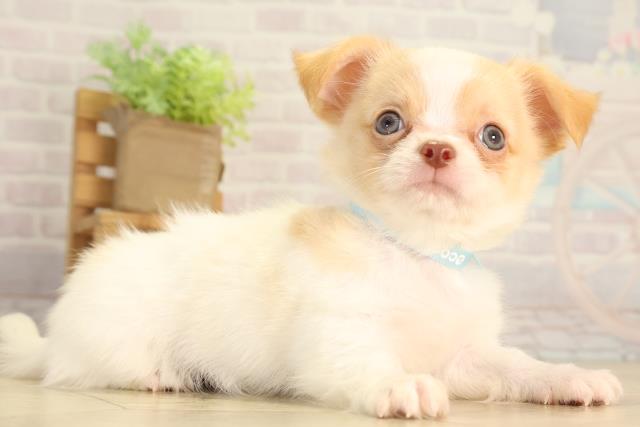 静岡県のチワワ(ロング) (Coo&RIKU浜松店/2026年7月1日生まれ/男の子/ホワイトクリーム)の子犬の2枚目の画像