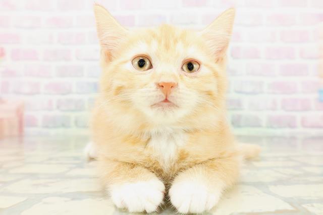 東京都のマンチカン (Coo&RIKU広尾店/2026年6月21日生まれ/男の子/レッドタビーホワイト)の子猫の1枚目の画像
