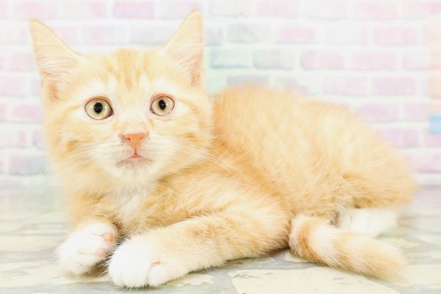 東京都のマンチカン (Coo&RIKU広尾店/2026年6月21日生まれ/男の子/レッドタビーホワイト)の子猫の2枚目の画像