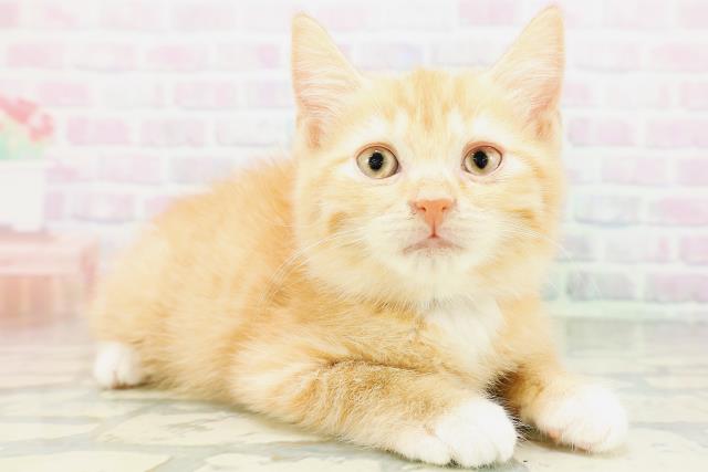 東京都のマンチカン (Coo&RIKU広尾店/2026年6月21日生まれ/男の子/レッドタビーホワイト)の子猫の3枚目の画像