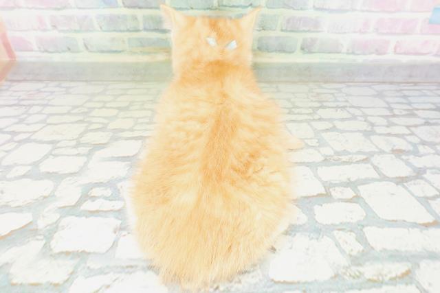 東京都のマンチカン (Coo&RIKU広尾店/2026年6月21日生まれ/男の子/レッドタビーホワイト)の子猫の4枚目の画像
