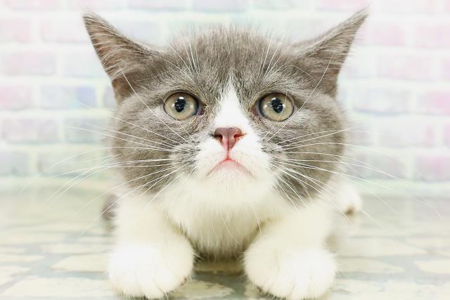 神奈川県のミヌエット (Coo&RIKU小田原店/2026年6月30日生まれ/男の子/ブルーホワイト)の子猫の1枚目の画像