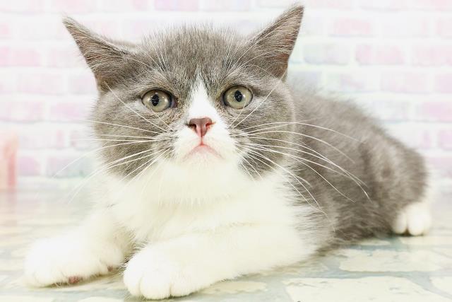 神奈川県のミヌエット (Coo&RIKU小田原店/2026年6月30日生まれ/男の子/ブルーホワイト)の子猫の2枚目の画像