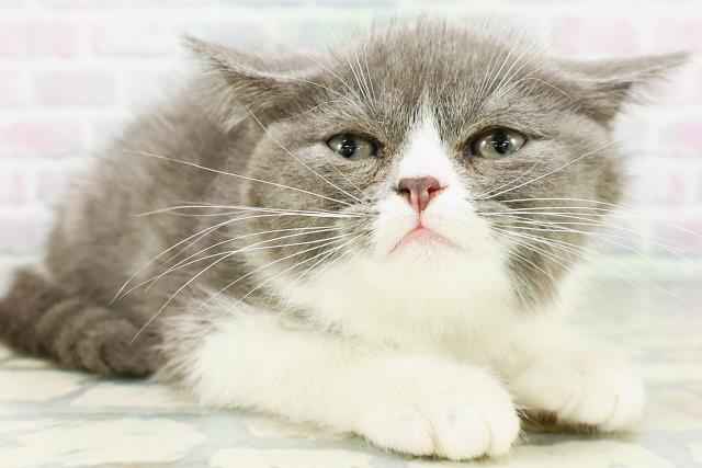 神奈川県のミヌエット (Coo&RIKU小田原店/2026年6月30日生まれ/男の子/ブルーホワイト)の子猫の3枚目の画像