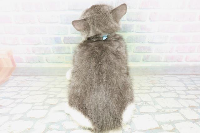 神奈川県のミヌエット (Coo&RIKU小田原店/2026年6月30日生まれ/男の子/ブルーホワイト)の子猫の4枚目の画像
