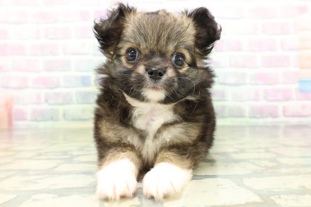 東京都のチワワ(ロング) (Coo&RIKU自由が丘店/2026年7月2日生まれ/女の子/フォーンホワイト)の子犬の1枚目の画像