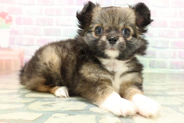 東京都のチワワ(ロング) (Coo&RIKU自由が丘店/2026年7月2日生まれ/女の子/フォーンホワイト)の子犬の3枚目の画像
