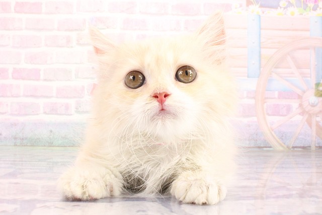奈良県のマンチカン (Coo&RIKU奈良新庄店/2026年7月1日生まれ/女の子/クリームタビーホワイト)の子猫の1枚目の画像