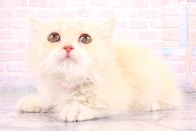 奈良県のマンチカン (Coo&RIKU奈良新庄店/2026年7月1日生まれ/女の子/クリームタビーホワイト)の子猫の3枚目の画像