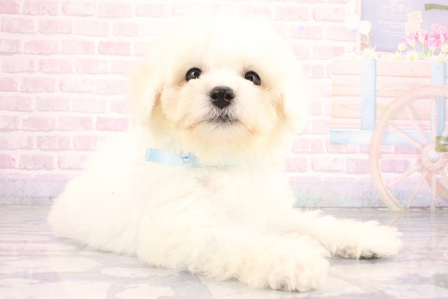 兵庫県のビションフリーゼ (Coo&RIKU丹波店/2026年6月27日生まれ/男の子/ホワイト)の子犬の2枚目の画像