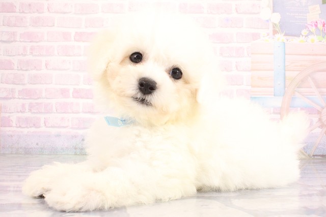 兵庫県のビションフリーゼ (Coo&RIKU丹波店/2026年6月27日生まれ/男の子/ホワイト)の子犬の3枚目の画像