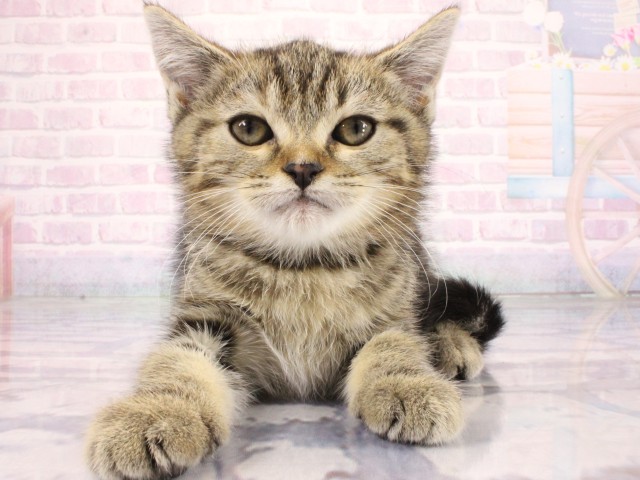 大阪府のマンチカン (Coo&RIKU枚方店/2026年6月24日生まれ/女の子/ブラウンパッチドタビー)の子猫の1枚目の画像