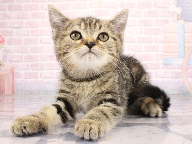 大阪府のマンチカン (Coo&RIKU枚方店/2026年6月24日生まれ/女の子/ブラウンパッチドタビー)の子猫の2枚目の画像