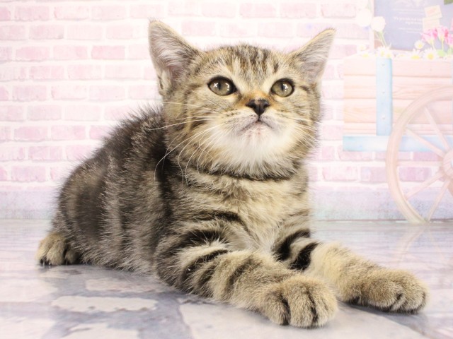 大阪府のマンチカン (Coo&RIKU枚方店/2026年6月24日生まれ/女の子/ブラウンパッチドタビー)の子猫の3枚目の画像