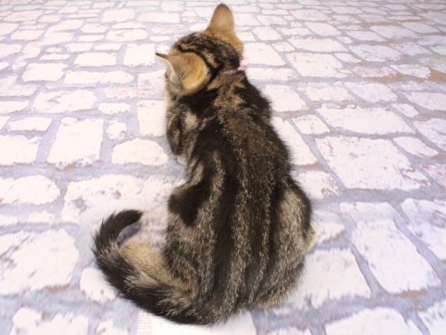 大阪府のマンチカン (Coo&RIKU枚方店/2026年6月24日生まれ/女の子/ブラウンパッチドタビー)の子猫の4枚目の画像