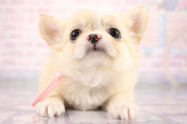 大阪府のチワワ(ロング) (Coo&RIKU枚方店/2026年6月29日生まれ/女の子/クリームホワイト)の子犬の1枚目の画像
