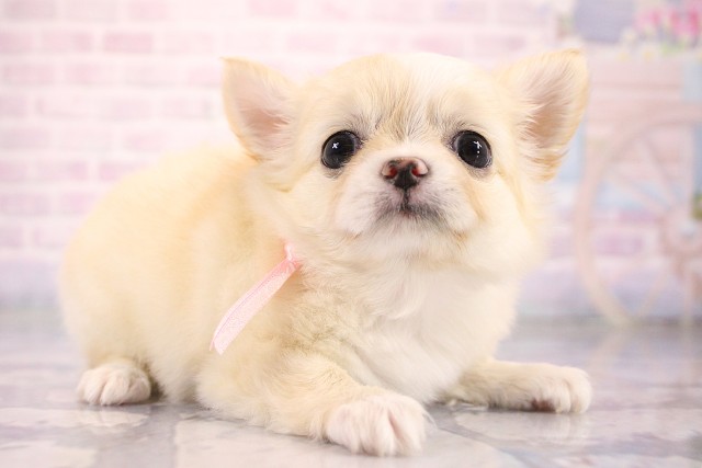 大阪府のチワワ(ロング) (Coo&RIKU枚方店/2026年6月29日生まれ/女の子/クリームホワイト)の子犬の2枚目の画像