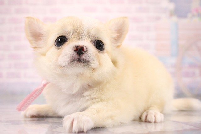 大阪府のチワワ(ロング) (Coo&RIKU枚方店/2026年6月29日生まれ/女の子/クリームホワイト)の子犬の3枚目の画像