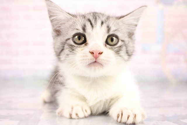 大阪府のマンチカン (Coo&RIKU天王寺店/2026年6月25日生まれ/男の子/シルバータビーホワイト)の子猫の1枚目の画像